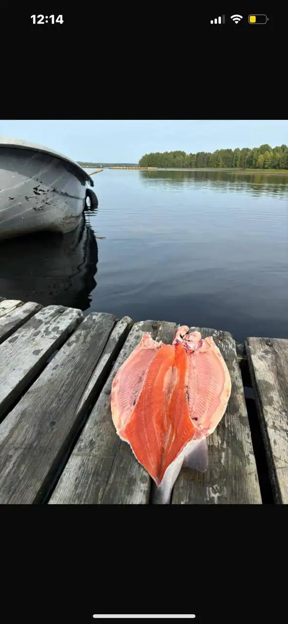 Поставка форели и свежей икры к Новому году