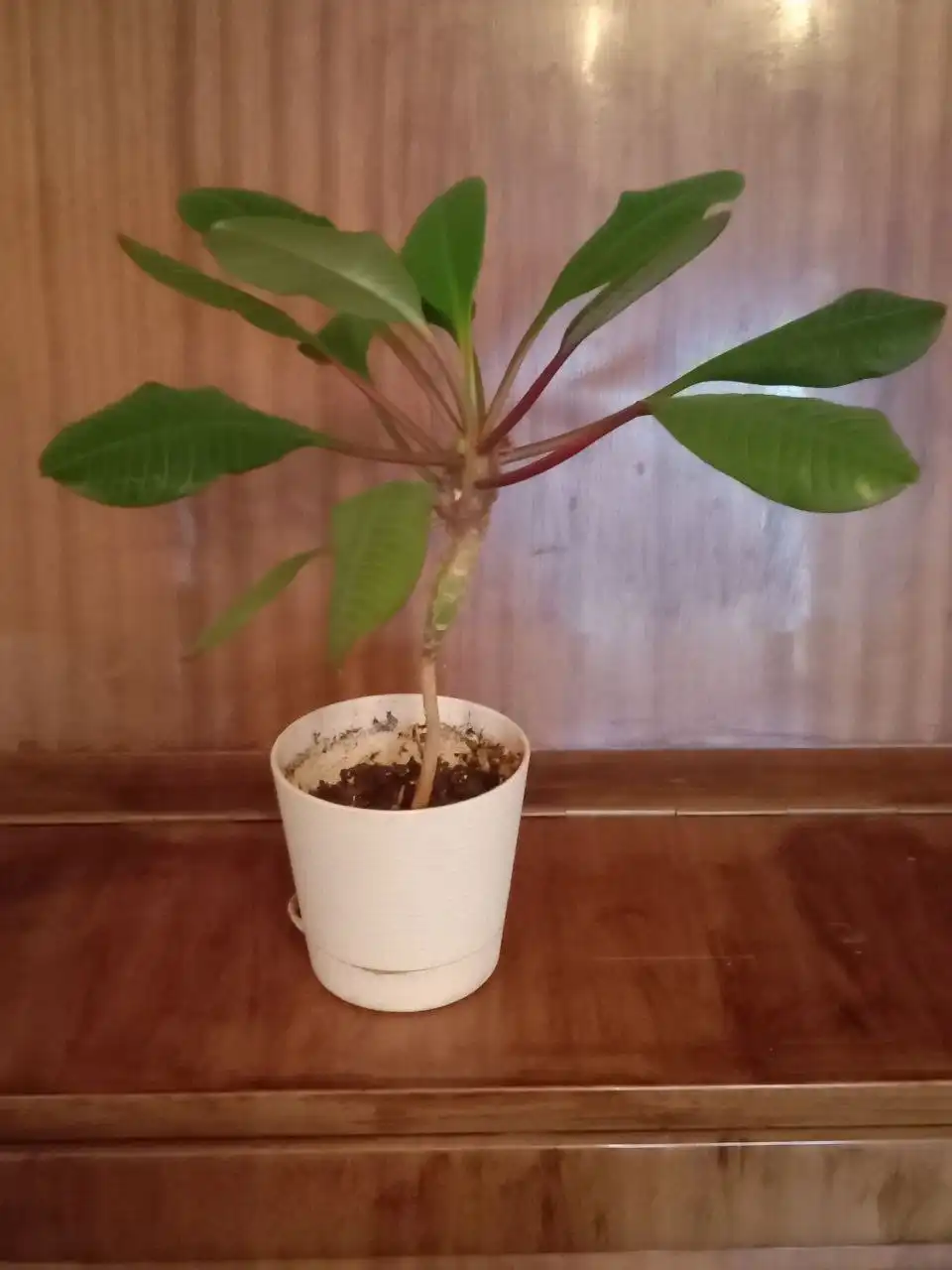 Продажа молочая беложильчатого