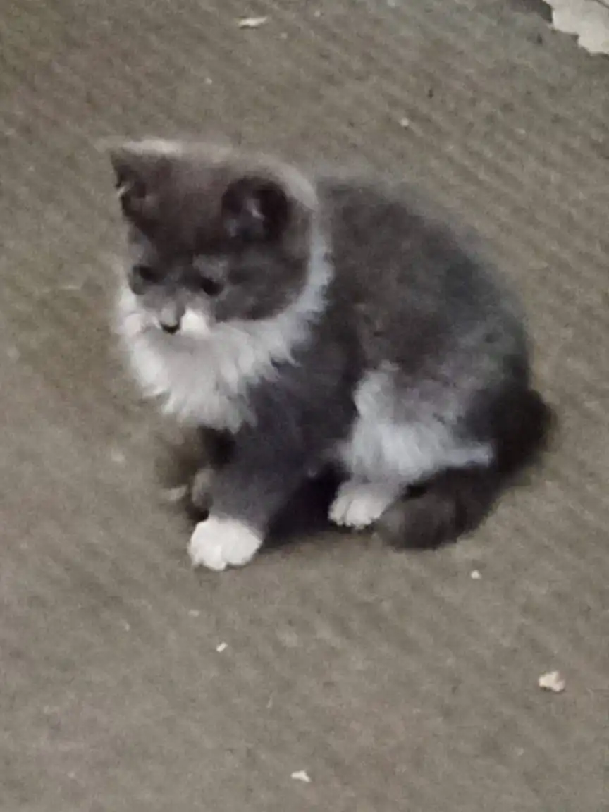 Отдам котенка в добрые руки