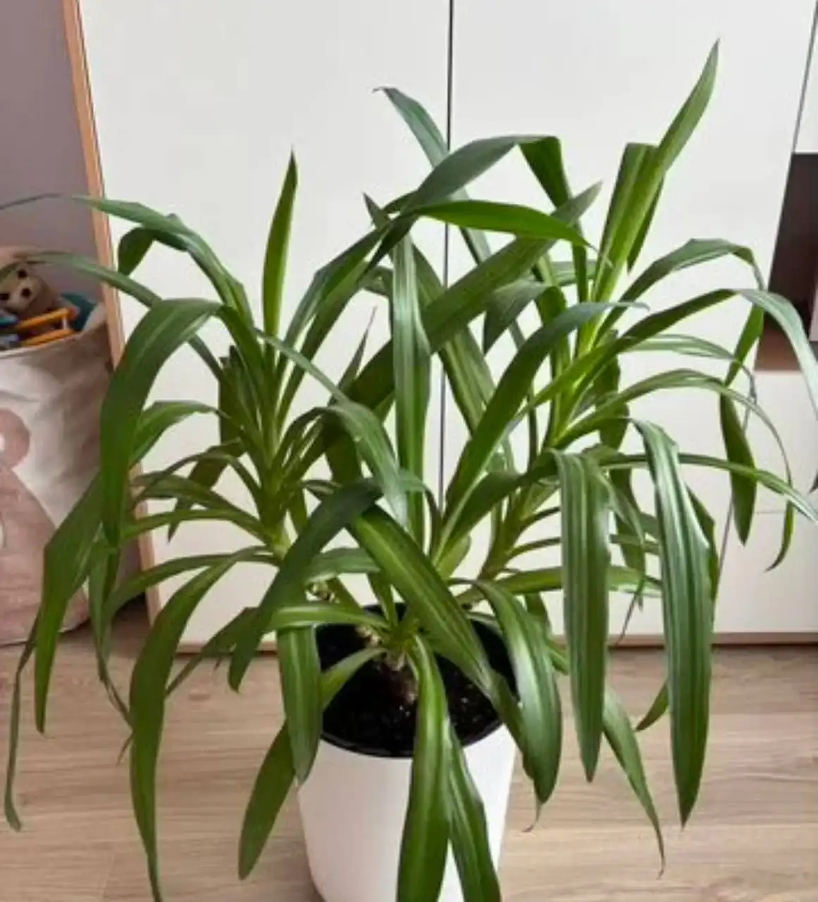 Продажа пальмы юкки и фикуса керли с горшками