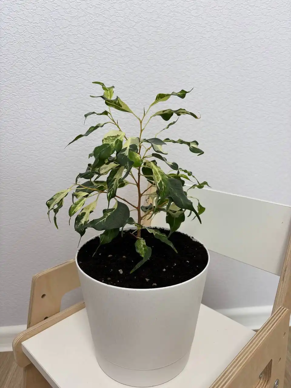 Продажа пальмы юкки и фикуса керли с горшками