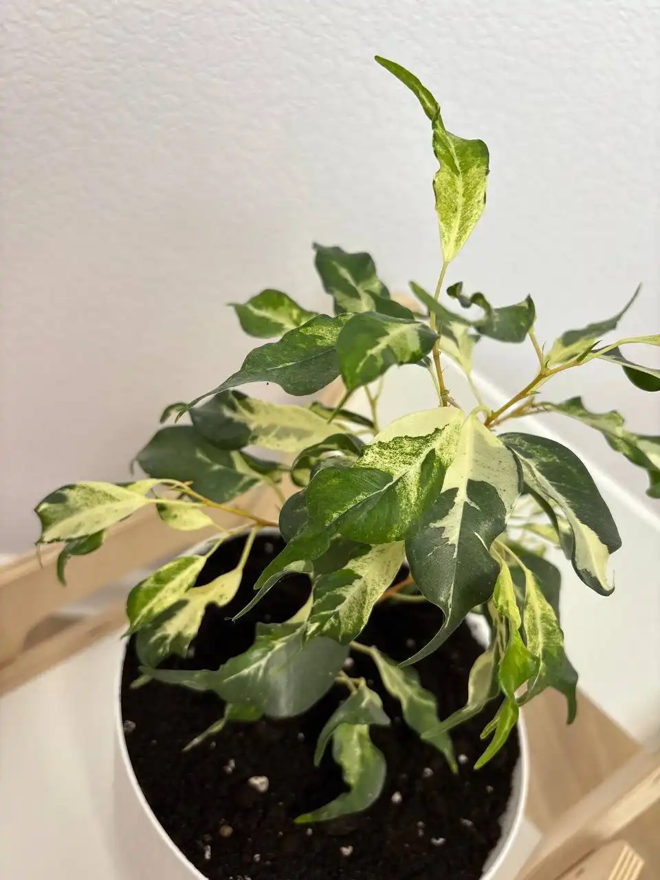 Продажа пальмы юкки и фикуса керли с горшками