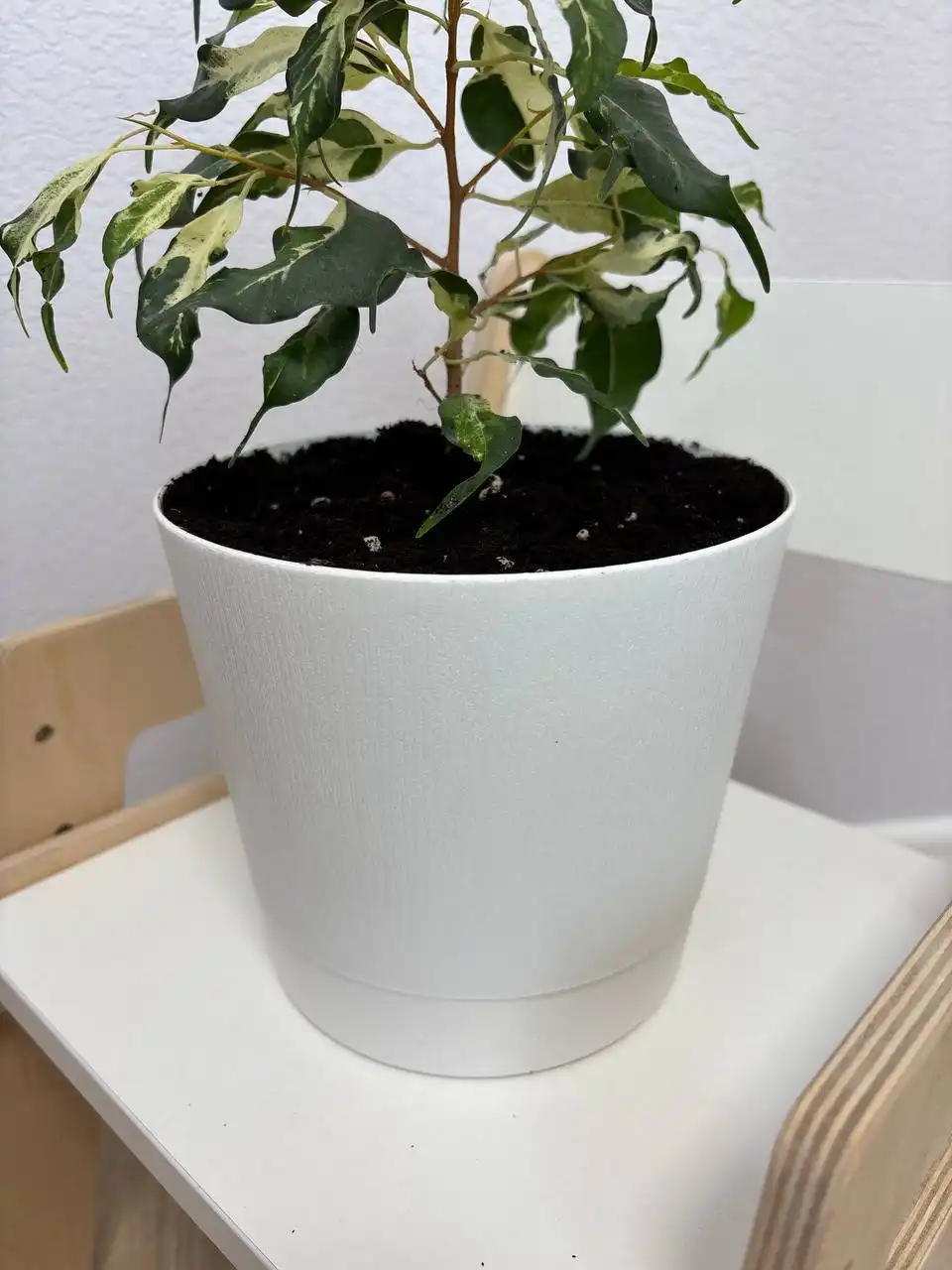 Продажа пальмы юкки и фикуса керли с горшками