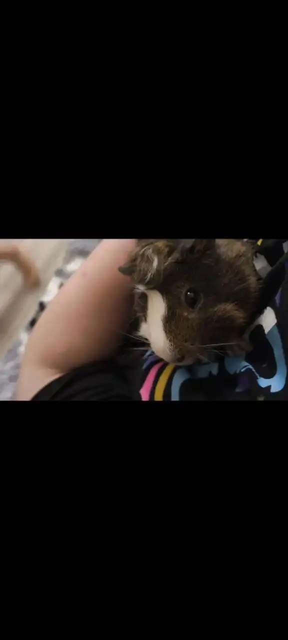 Морская свинка с клеткой и аксессуарами