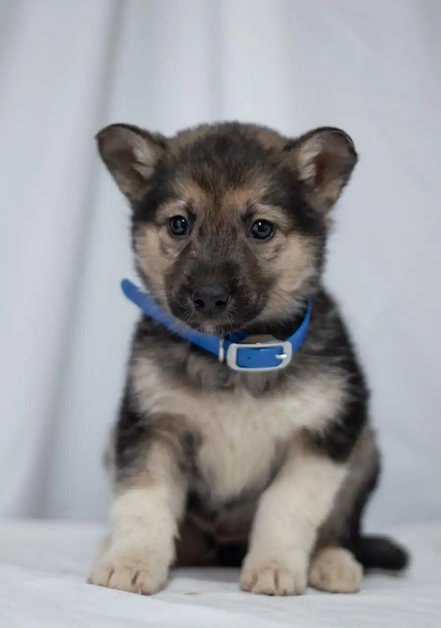 Очаровательный малыш Гринч ищет дом