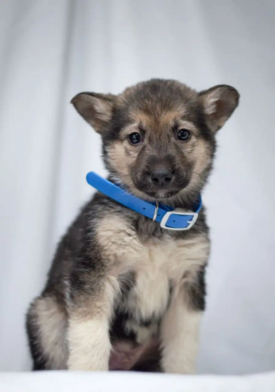 Очаровательный малыш Гринч ищет дом