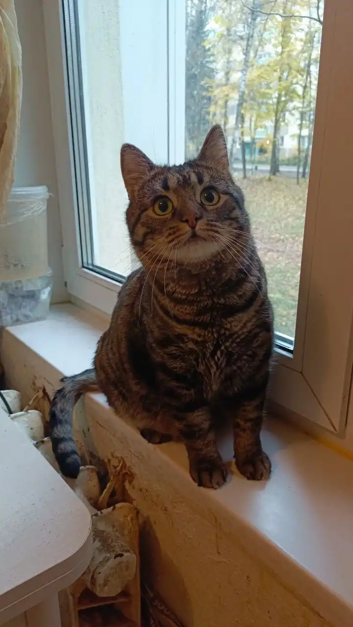 Кот Барсик в добрые руки