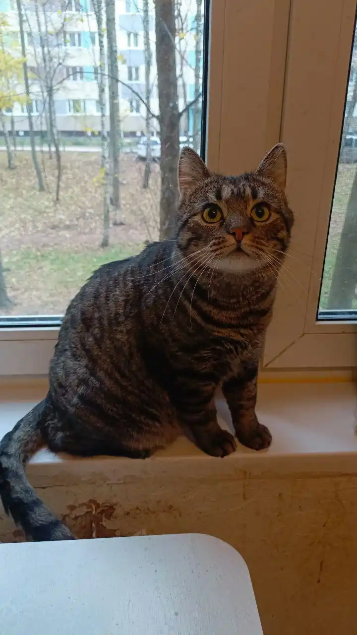 Кот Барсик в добрые руки