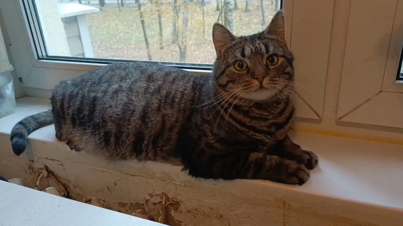 Кот Барсик в добрые руки