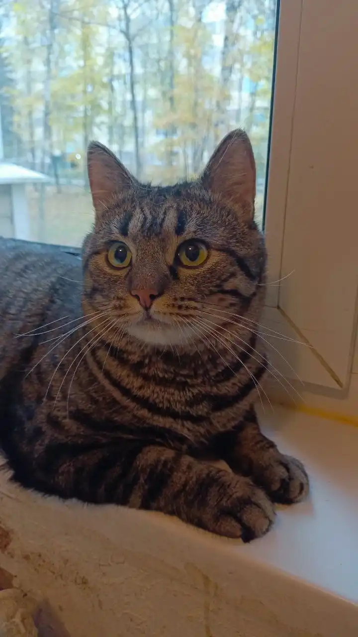 Кот Барсик в добрые руки