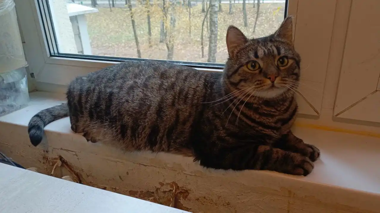 Кот Барсик в добрые руки