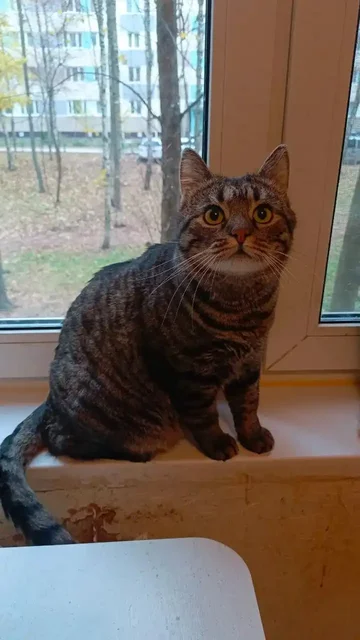 Кот Барсик в добрые руки - Животные в Мытищи