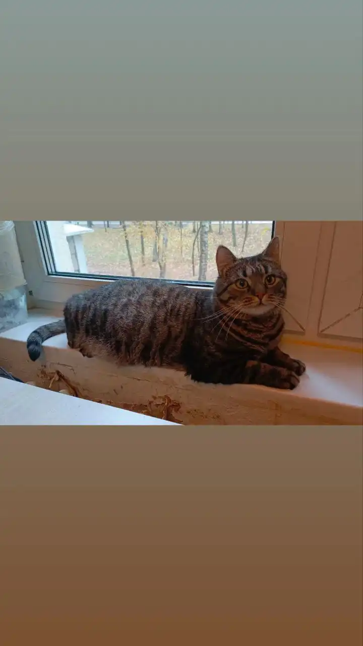 Кот Барсик в добрые руки