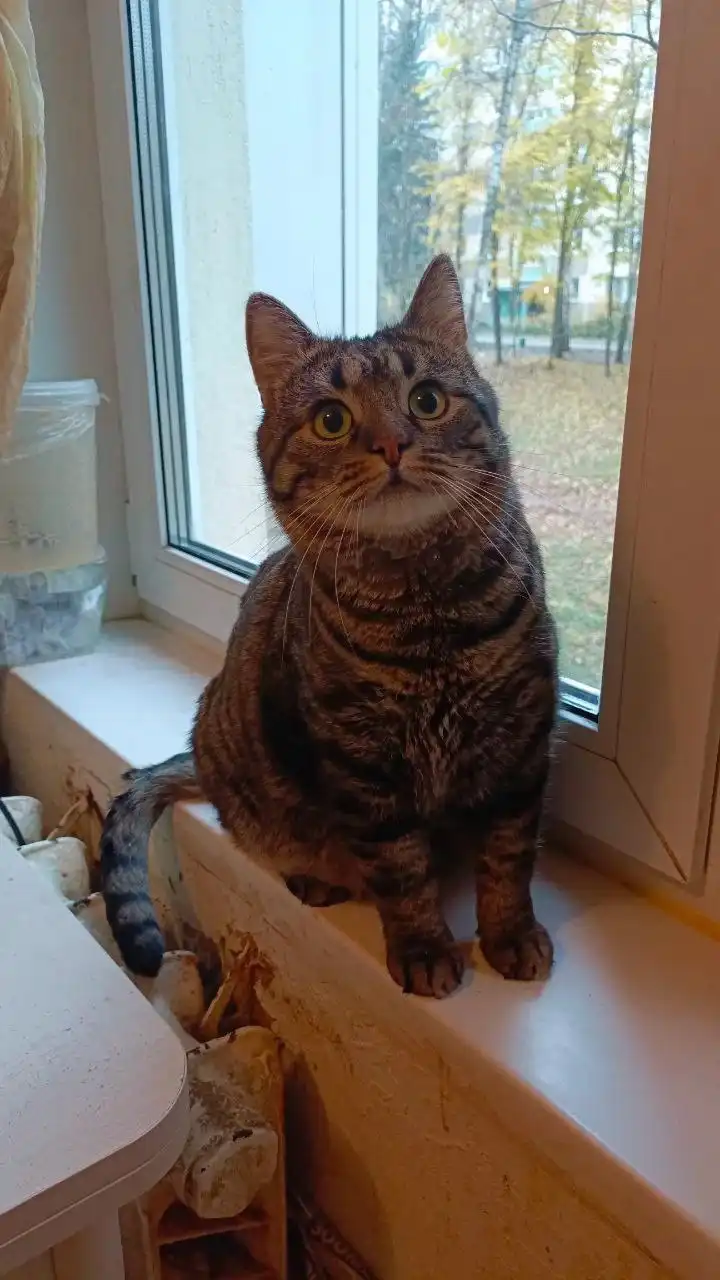 Кот Барсик в добрые руки