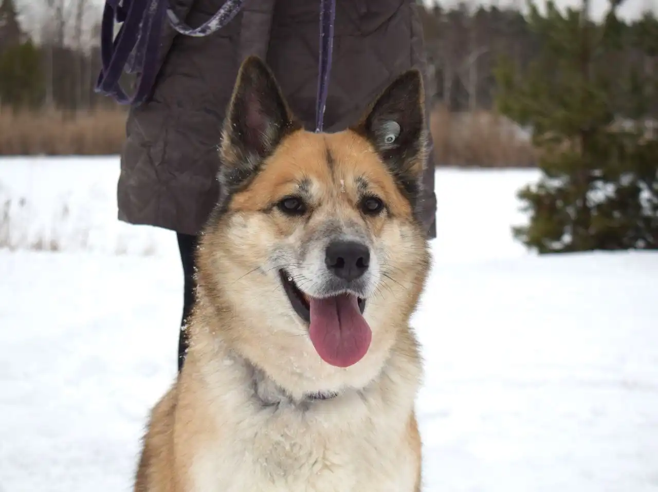 Пристройство собаки Челси из приюта