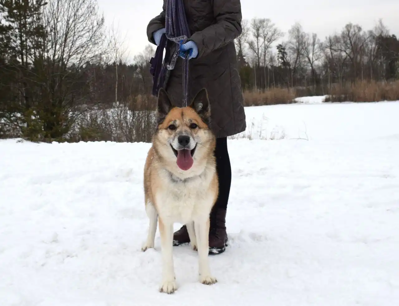 Пристройство собаки Челси из приюта