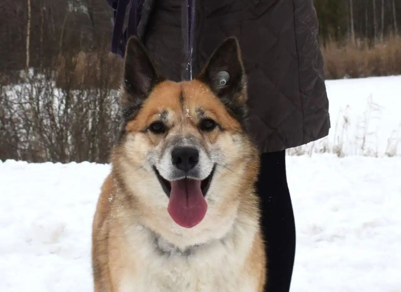 Пристройство собаки Челси из приюта