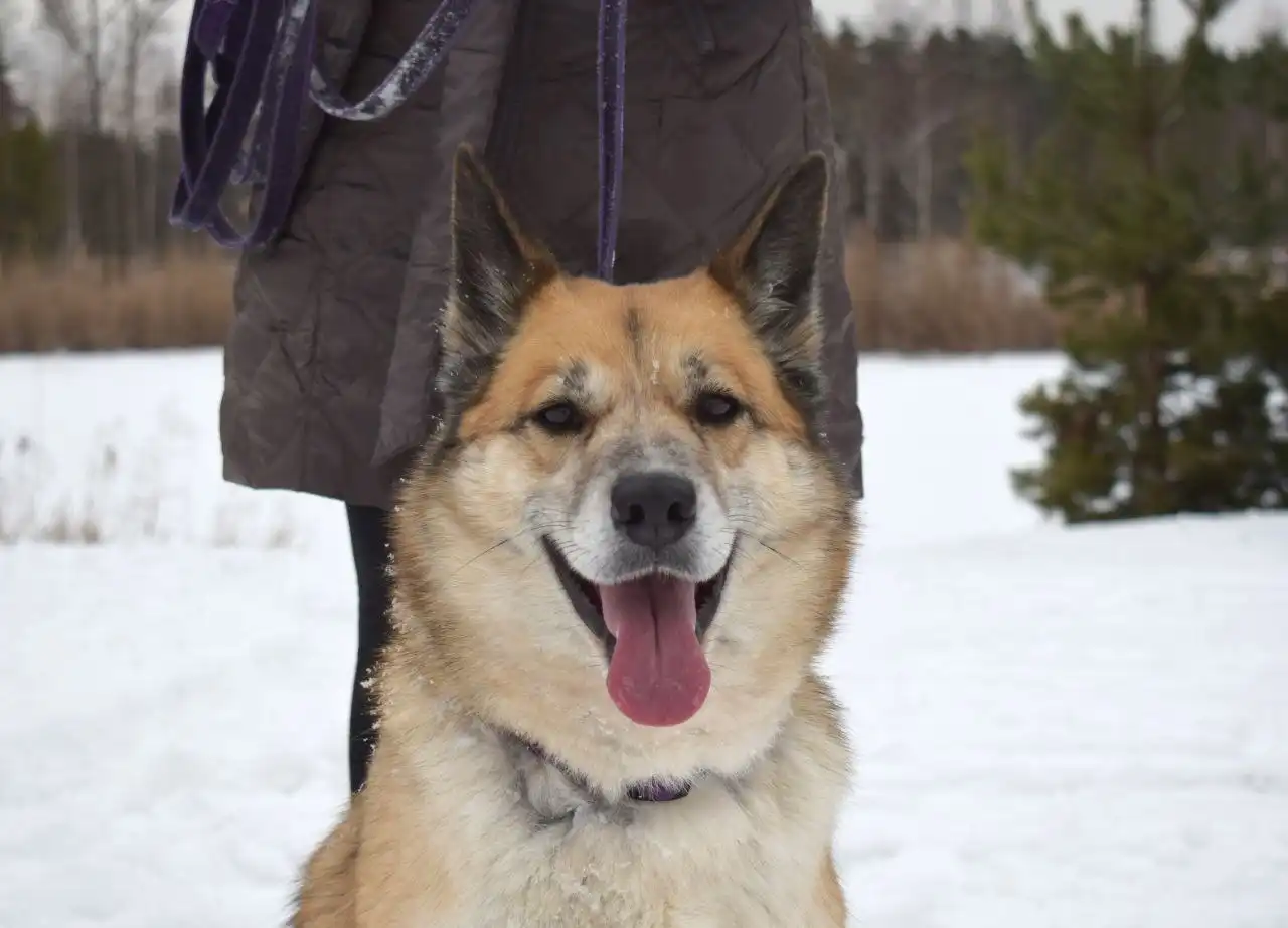 Пристройство собаки Челси из приюта