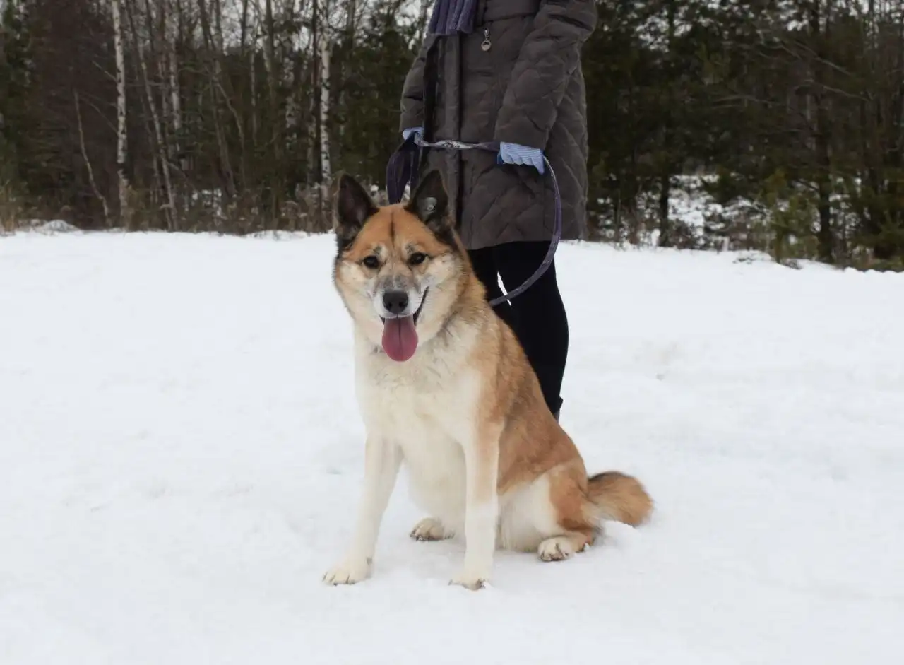 Пристройство собаки Челси из приюта