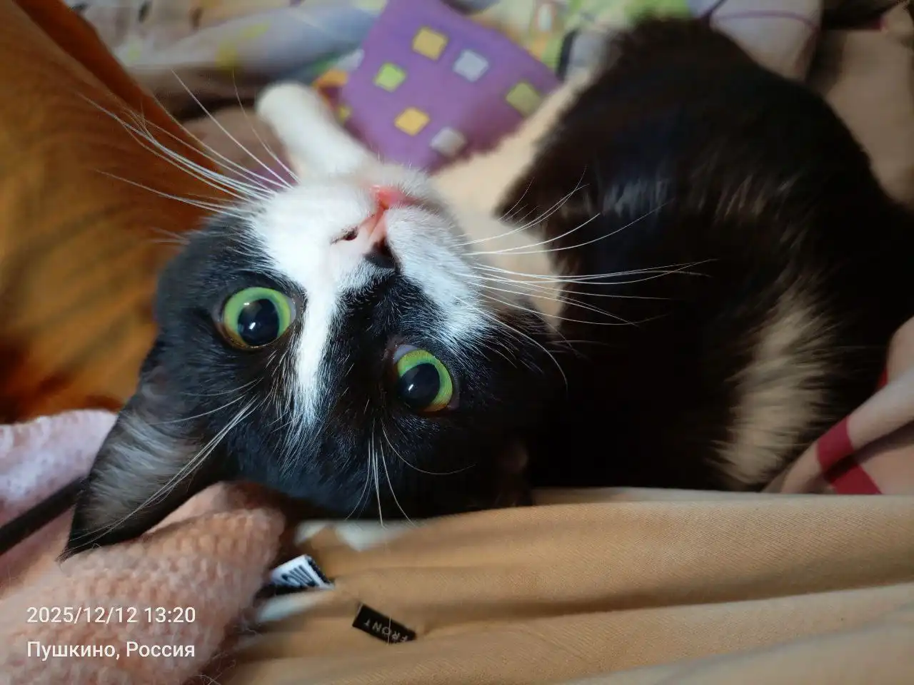 Котик в добрые руки с комплектом