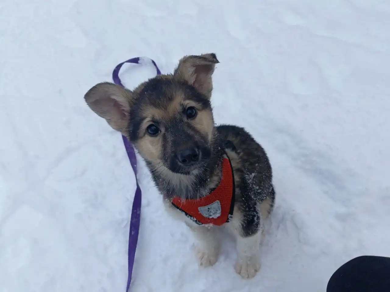 Щенок Гринёк ищет дом