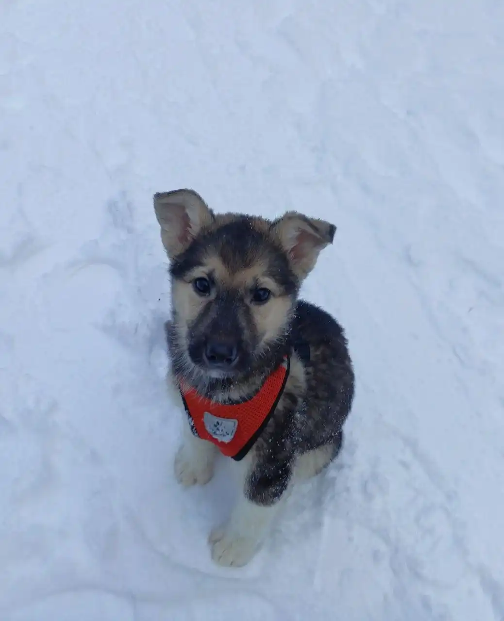 Щенок Гринёк ищет дом