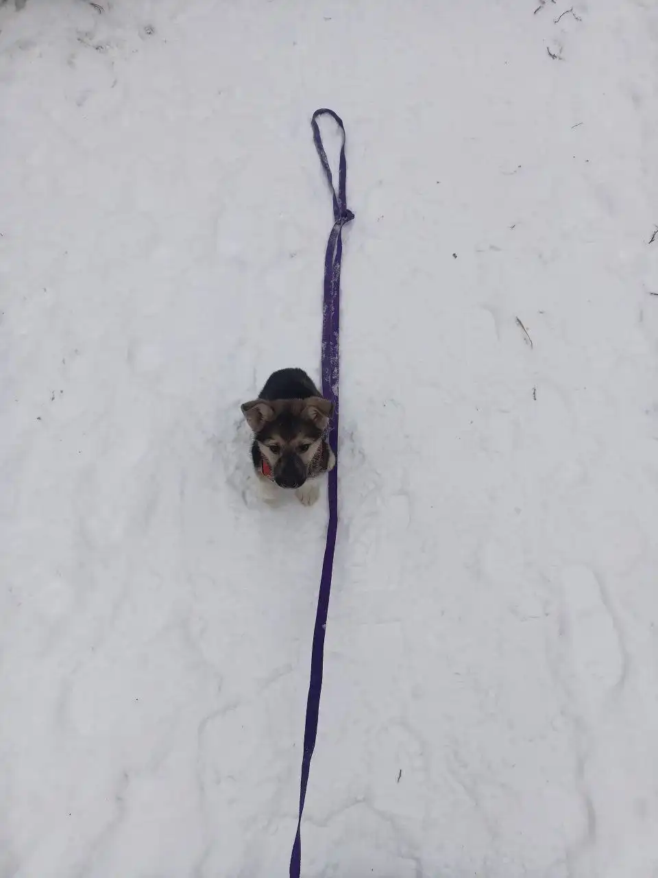 Щенок Гринёк ищет дом