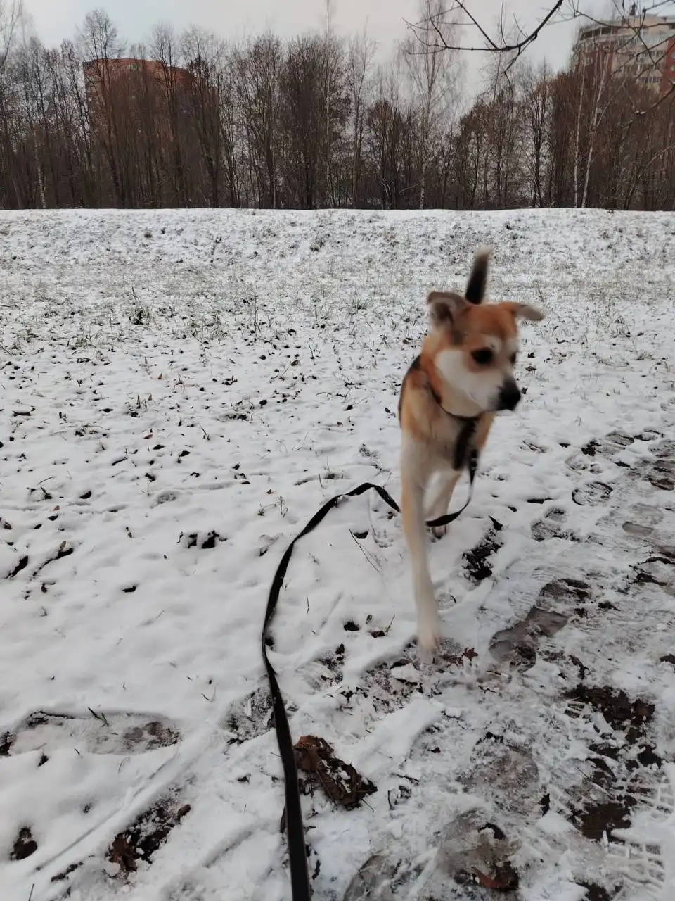 Тихон ищет семью