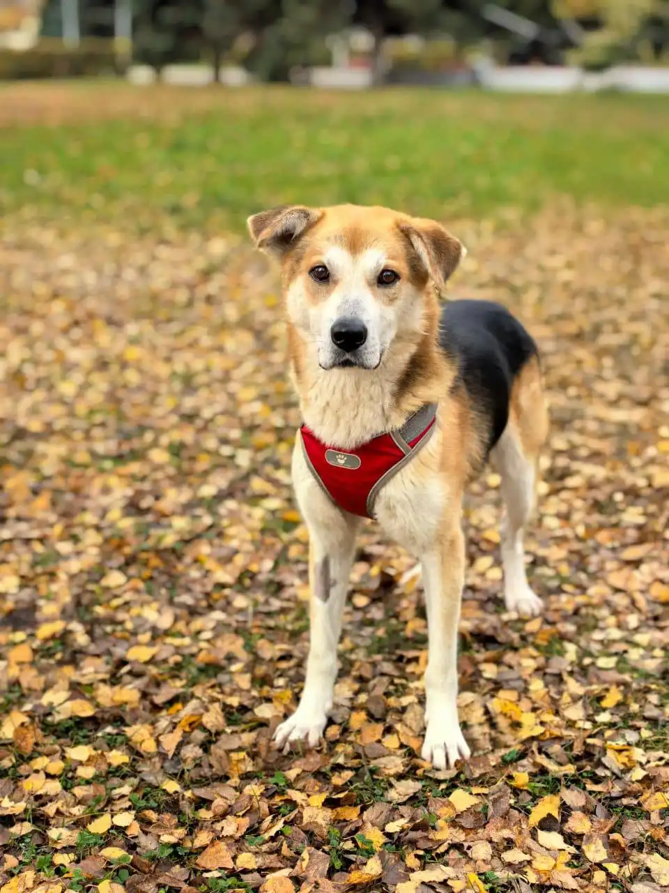 Тихон ищет семью