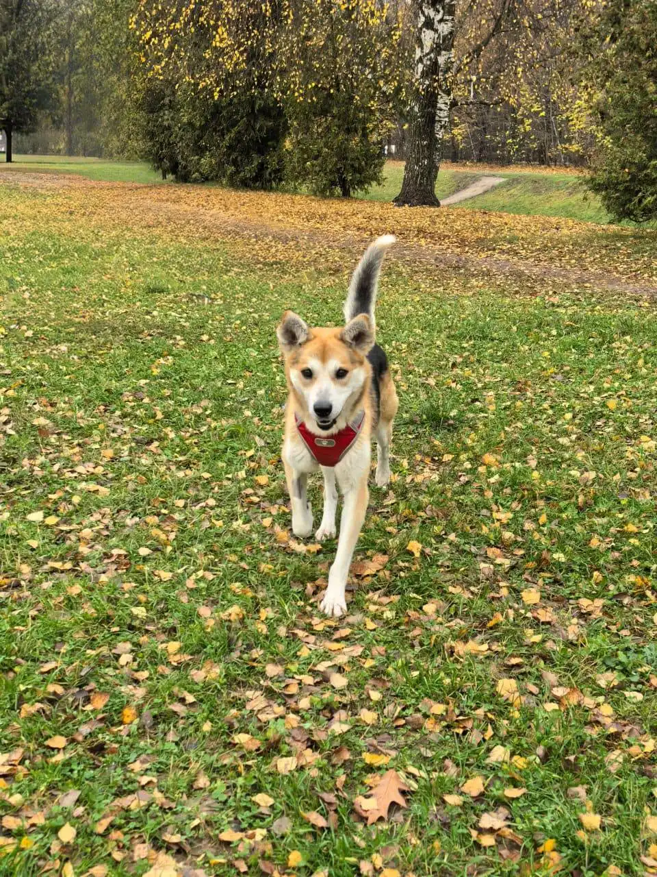 Тихон ищет семью