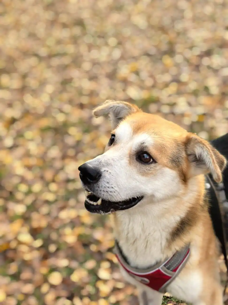 Тихон ищет семью