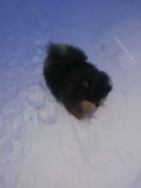 Собака без ошейника на Летной улице - частное объявление в Мытищи