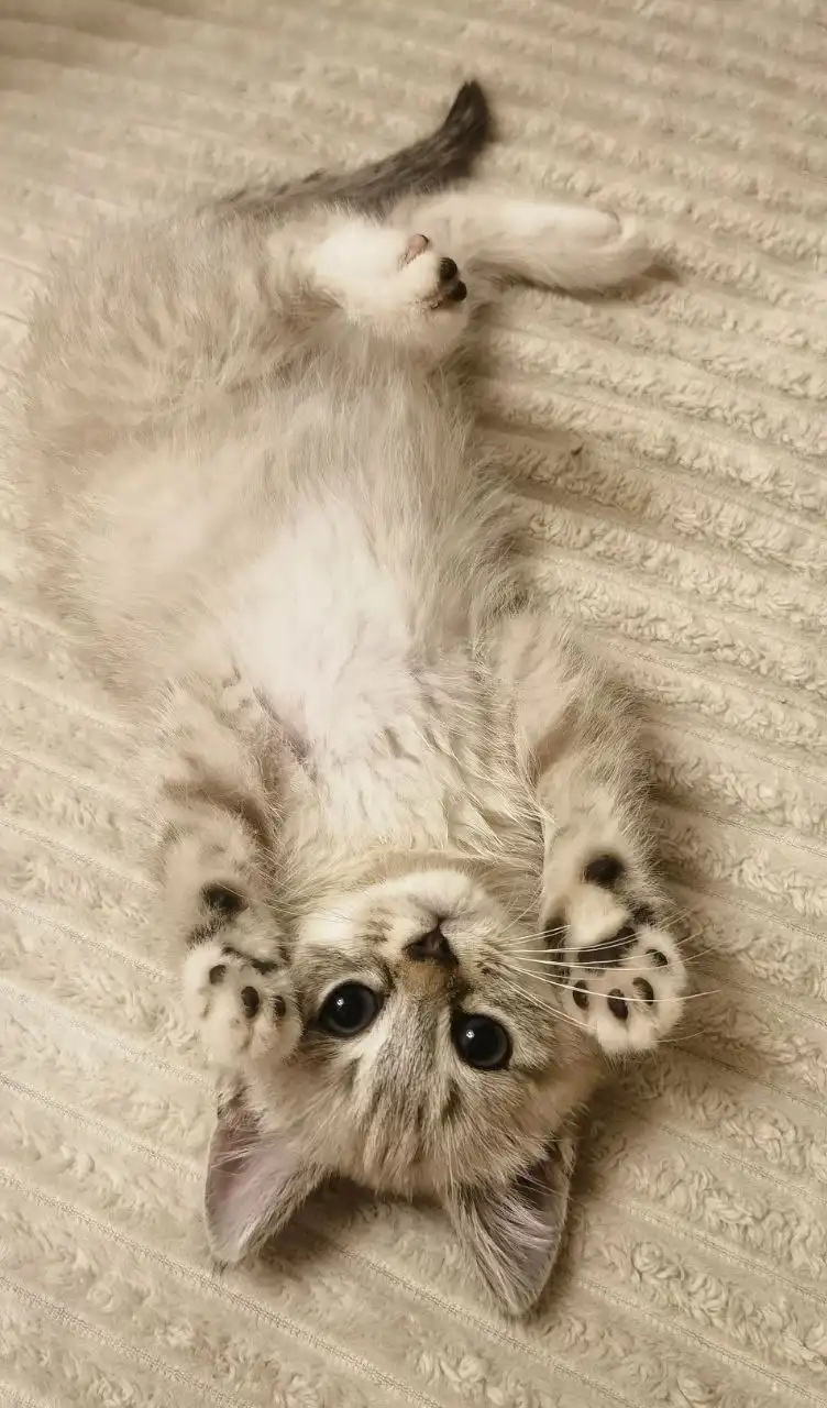 Котенок от манчкина