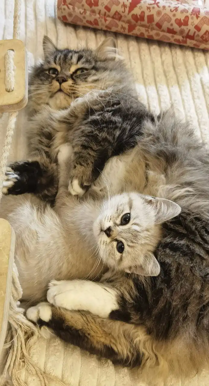 Котенок от манчкина