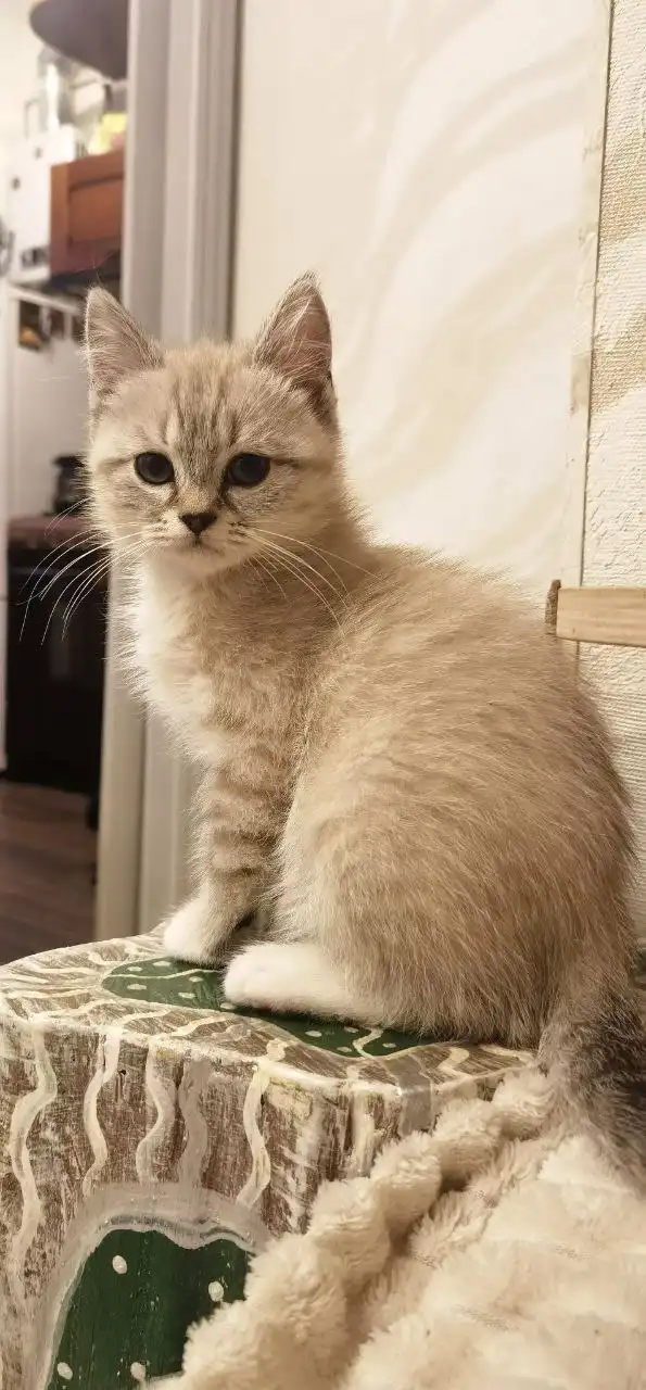 Котенок от манчкина