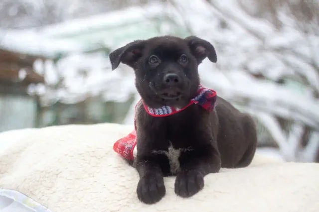 Малыш ищет дом и любящую семью - Животные в Мытищи