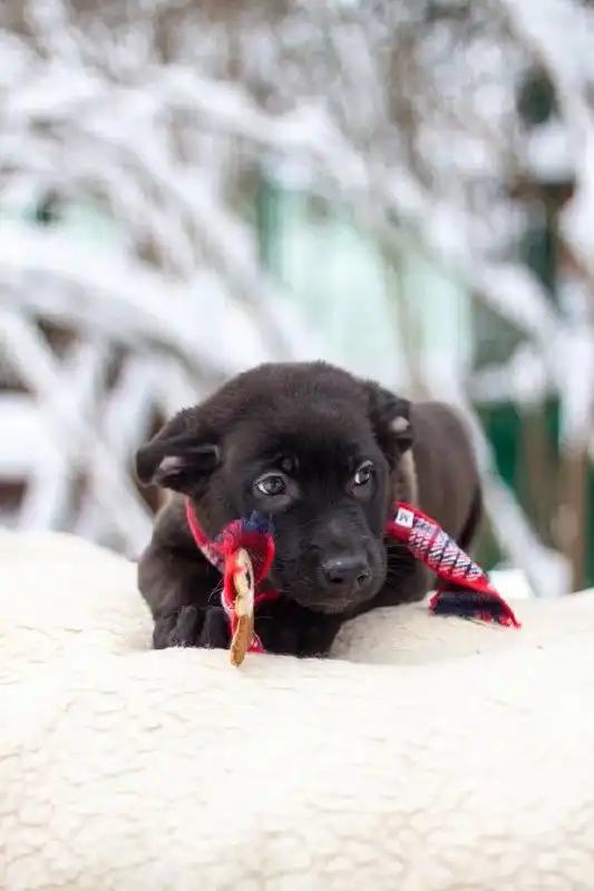 Малыш ищет дом и любящую семью - Кошки (Животные) в Мытищи