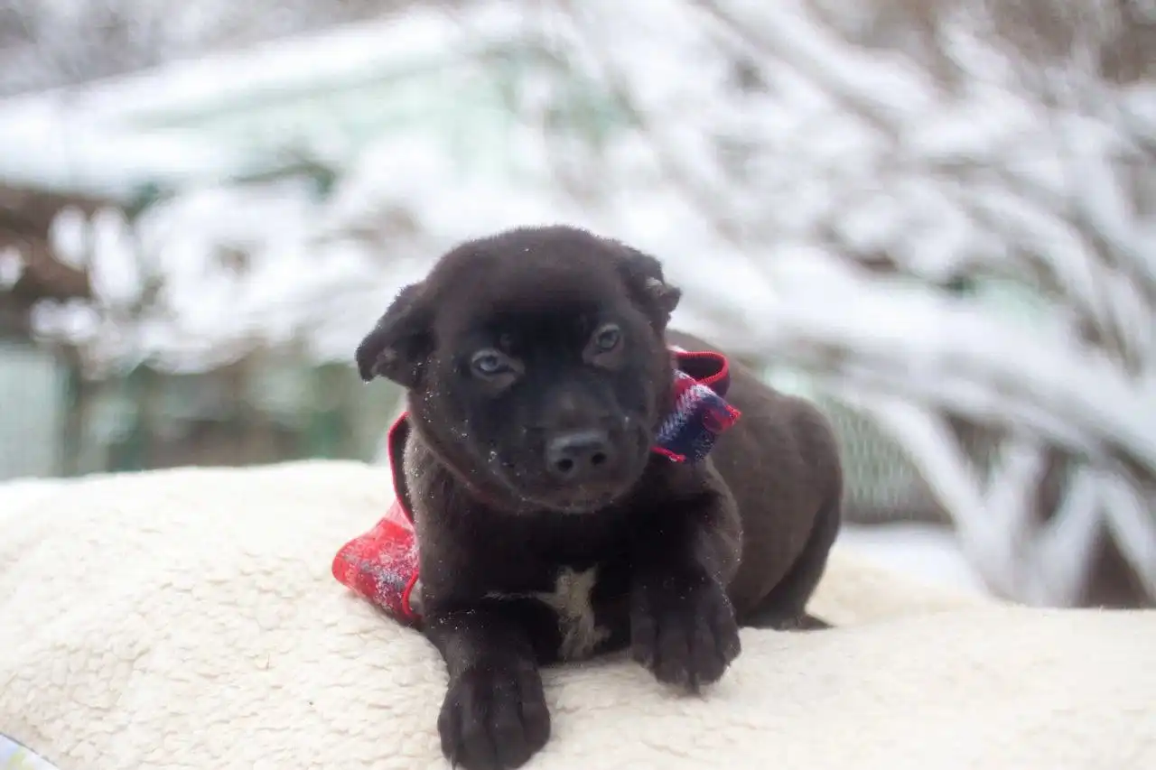 Малыш ищет дом и любящую семью - Кошки (Животные) в Мытищи