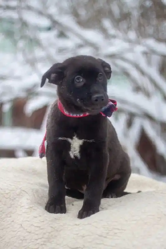 Малыш ищет дом и любящую семью - Кошки (Животные) в Мытищи