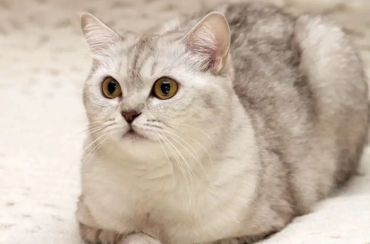 Шотландская кошка Эльза ищет ответственную семью - Кошки (Животные) в Мытищи