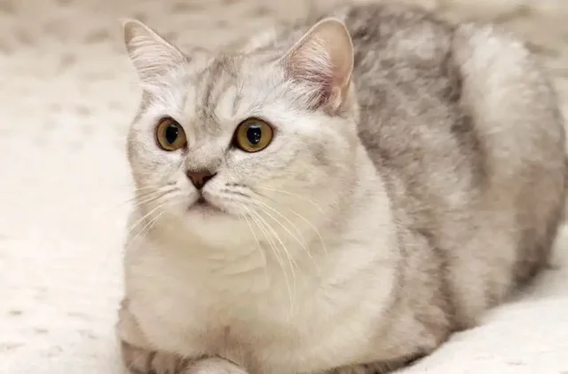 Шотландская кошка Эльза ищет ответственную семью - частное объявление в Мытищи