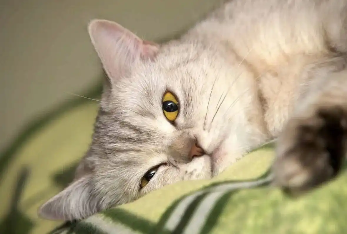 Шотландская кошка Эльза ищет ответственную семью - Кошки (Животные) в Мытищи