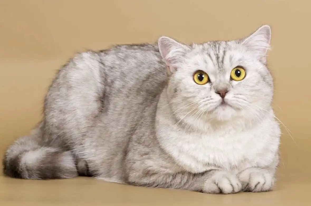 Шотландская кошка Эльза ищет ответственную семью - Кошки (Животные) в Мытищи