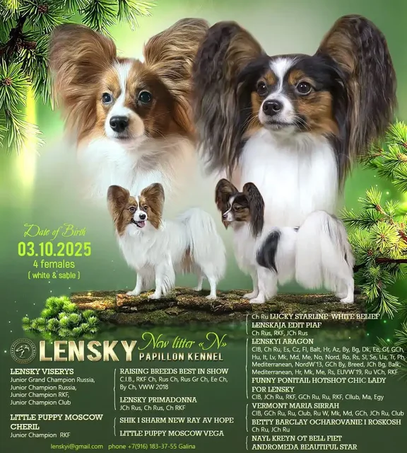 Щенки породы папийон - Одежда для животных в Мытищи