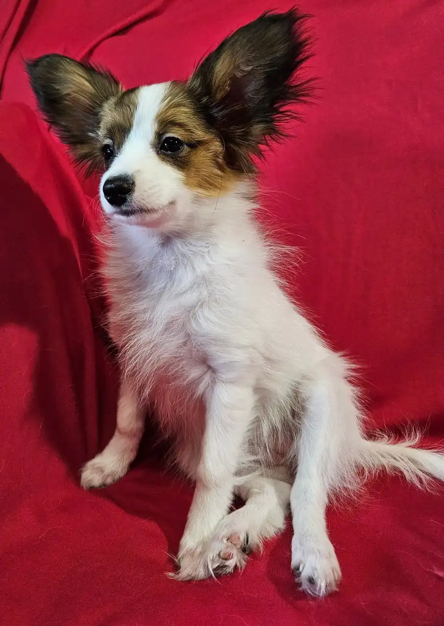 Щенки породы папийон - Собаки (Животные) в Мытищи