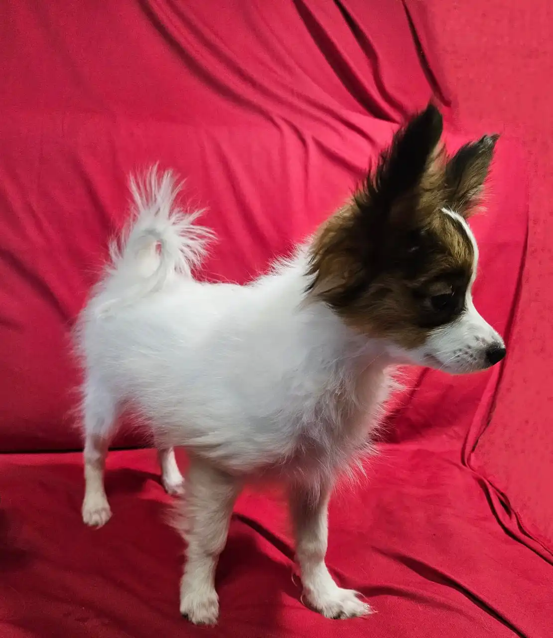 Щенки породы папийон - Собаки (Животные) в Мытищи