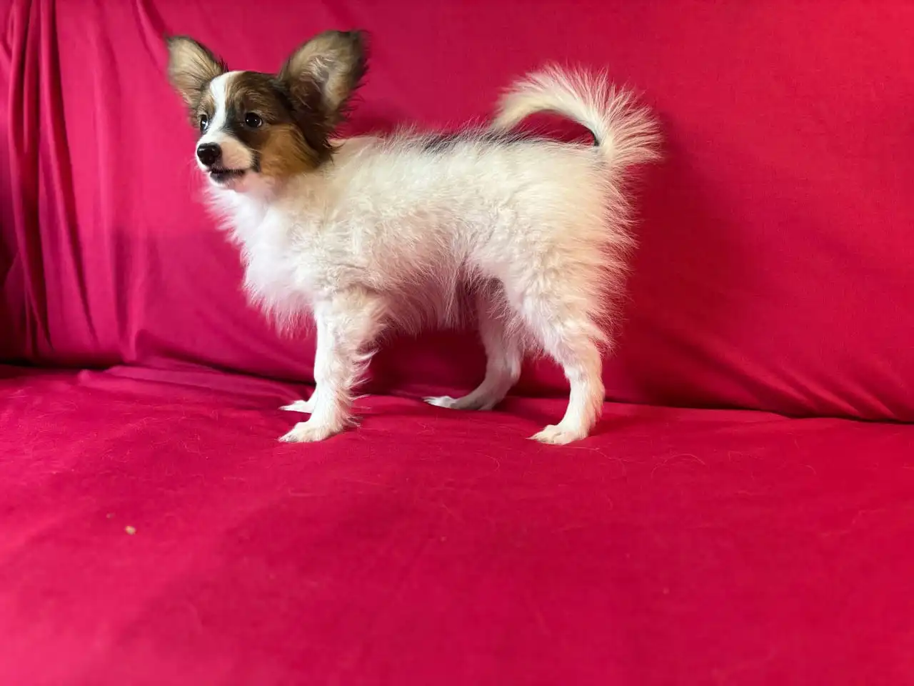 Щенки породы папийон - Собаки (Животные) в Мытищи