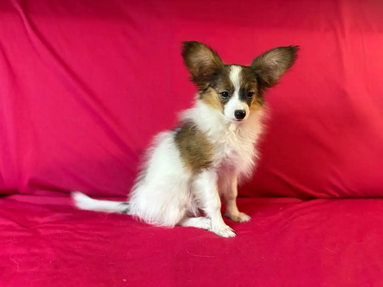 Щенки породы папийон - Собаки (Животные) в Мытищи