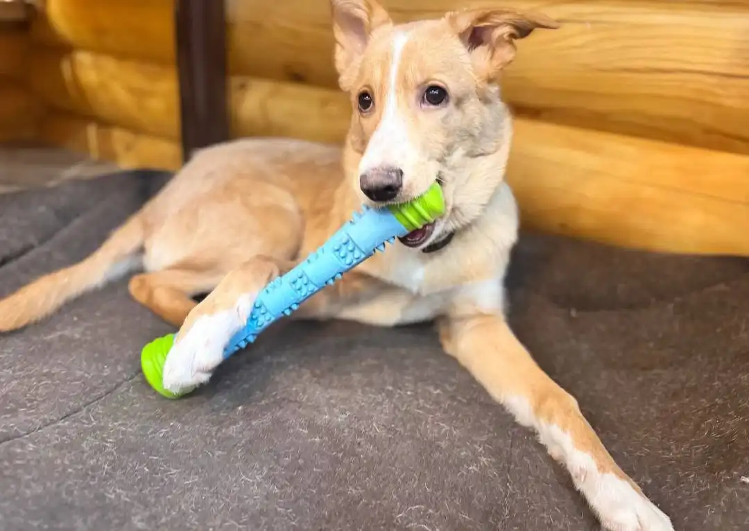 Щенок 5-6 месяцев ищет дом - Собаки (Животные) в Москва