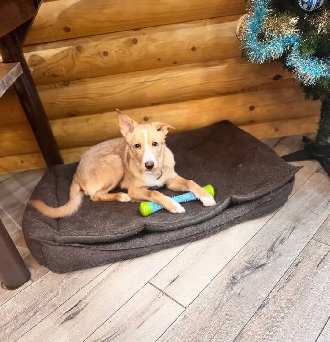 Щенок 5-6 месяцев ищет дом - Собаки (Животные) в Москва